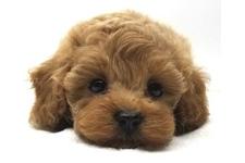 ♀︎マルプー:マルチーズ×トイプードル