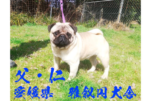 販売中のパグの親犬