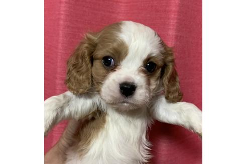 北海道でキャバリアキングチャールズスパニエルの子犬を探す ブリーダーナビ 北海道でキャバリアキングチャールズスパニエルの子犬を探す ブリーダーナビ
