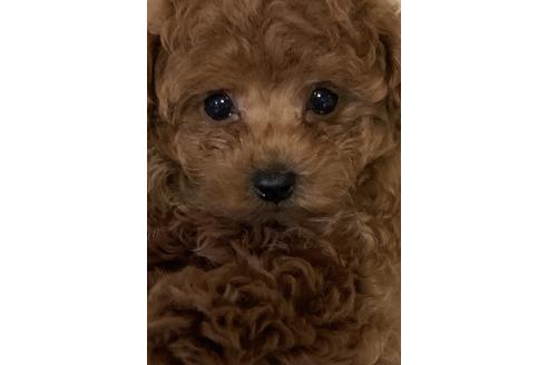 販売中のティーカッププードルの親犬