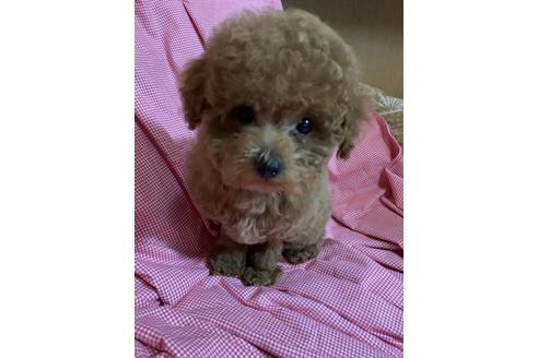 販売中のトイプードルの親犬