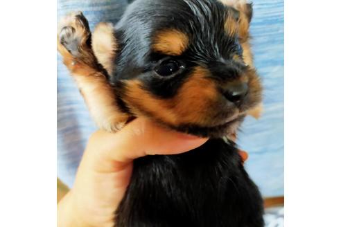 静岡県のミックス犬 女の子 21 05 05生まれ 可愛いマルキー ヨーキーとマルチーズのミックス 子犬id ブリーダーナビ 静岡県のミックス犬 女の子 21 05 05生まれ 可愛いマルキー ヨーキーとマルチーズのミックス 子犬id ブリーダーナビ