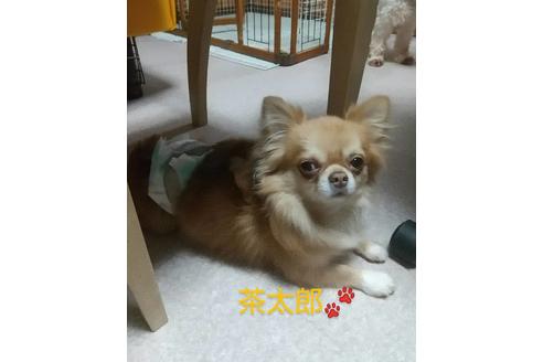 販売中のチワワ(ロングコート)の親犬
