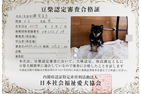 販売中の豆柴の親犬
