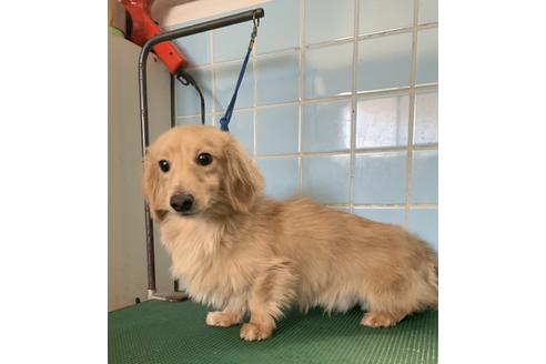 販売中のカニンヘンダックスフンド(ロングヘアード)の親犬