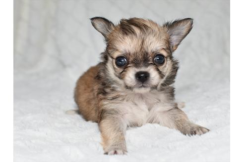 チワワの子犬を探す ブリーダーナビ
