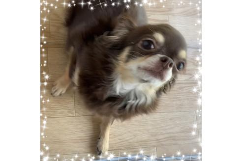 販売中のチワワ(ロングコート)の親犬