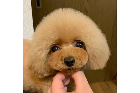 販売中のティーカッププードルの親犬