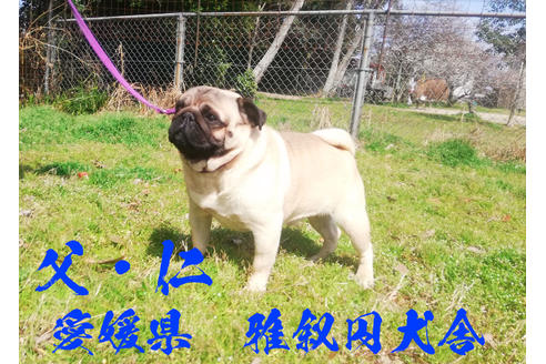 販売中のパグの親犬