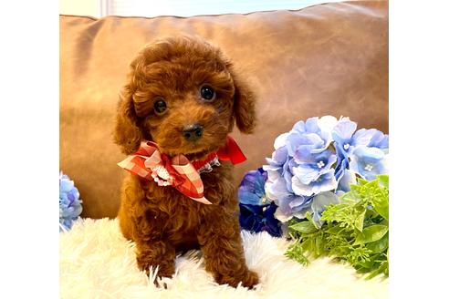 高久愛姫 ブリーダープロフィール画像