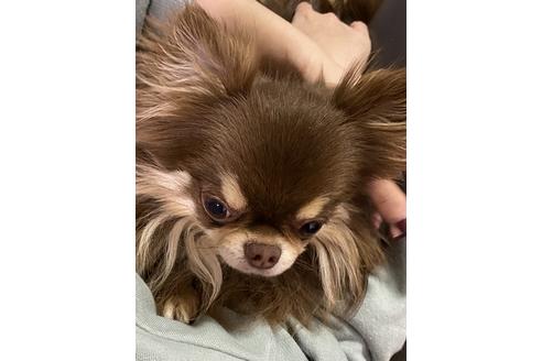 販売中のチワワ(ロングコート)の親犬