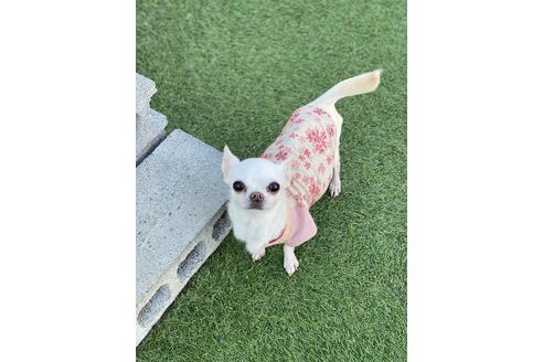 販売中のチワワ(ロングコート)の親犬