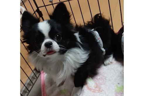販売中のチワマル:チワワ×マルチーズの親犬