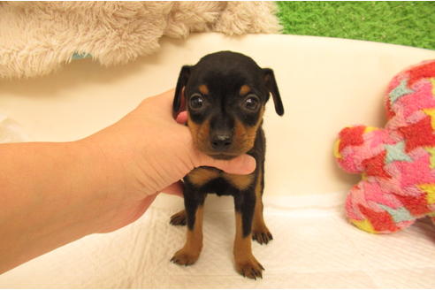 イザベラタンのミニチュアピンシャーの子犬を探す ブリーダーナビ