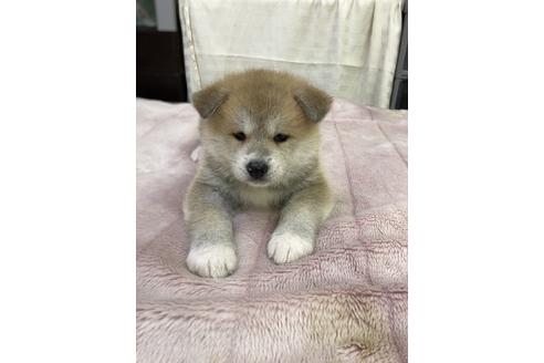秋田犬の子犬を探す ブリーダーナビ