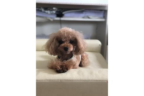 販売中のティーカッププードルの親犬