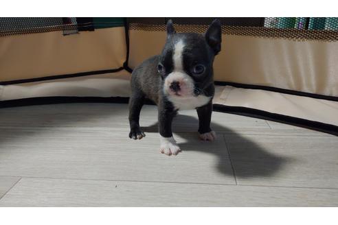 佐賀県でボストンテリアの子犬を探す ブリーダーナビ 佐賀県でボストンテリアの子犬を探す ブリーダーナビ