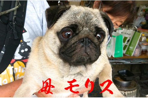販売中のパグの親犬