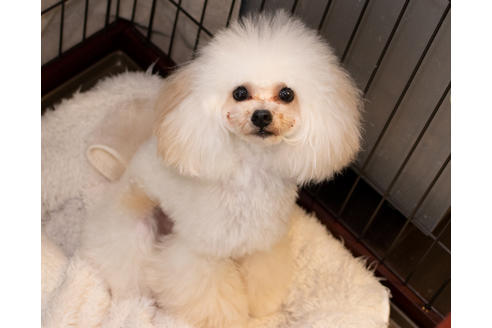 販売中のトイプードルの親犬