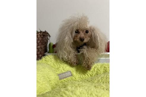 販売中のトイプードルの親犬