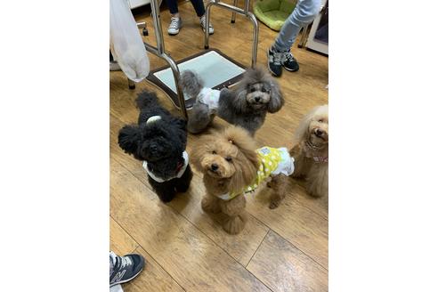 販売中のトイプードルの親犬