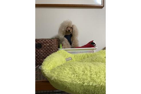 販売中のトイプードルの親犬