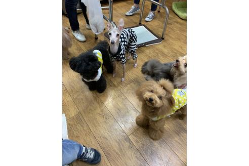 販売中のトイプードルの親犬