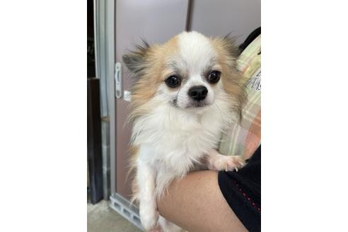 販売中のチワワ(ロングコート)の親犬