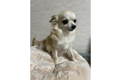 販売中のチワワ(ロングコート)の親犬