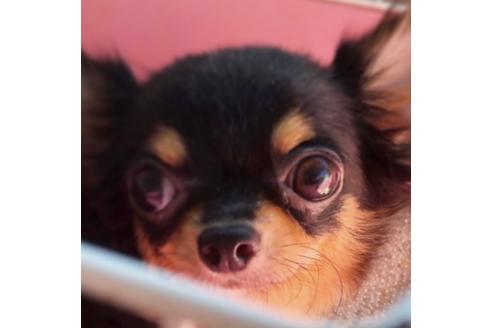 販売中のチワワ(ロングコート)の親犬
