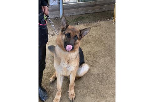 子犬 シェパード シェパードの里親募集｜ジモティー