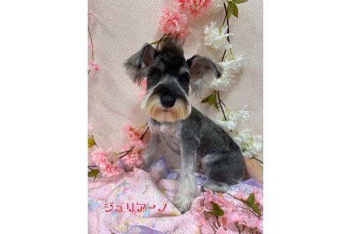 販売中のミニチュアシュナウザーの親犬