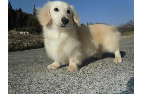 販売中のカニンヘンダックスフンド(ロングヘアード)の親犬