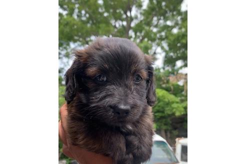 チワプーの子犬を探す ブリーダーナビ