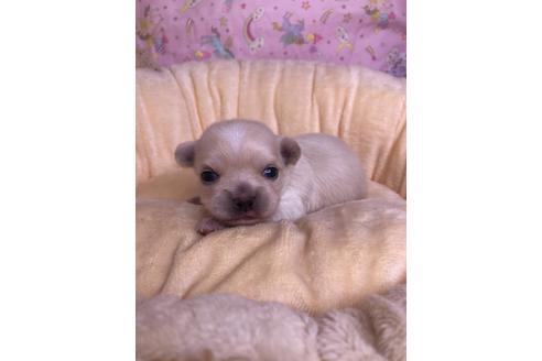 山口県でチワワの子犬を探す ブリーダーナビ