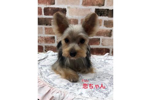 販売中のヨークシャーテリアの親犬