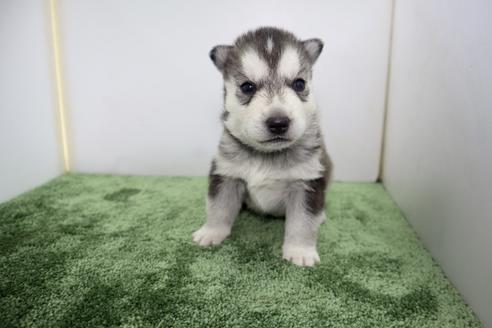 ハスキー 犬 値段