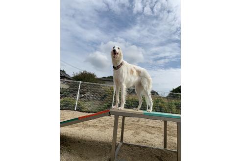 販売中のボルゾイの親犬