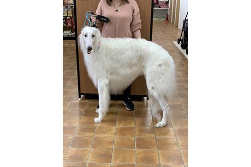 販売中のボルゾイの親犬
