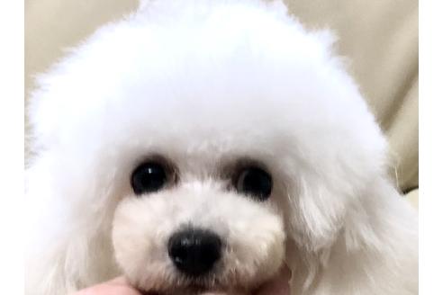販売中のティーカッププードルの親犬