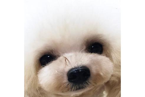 販売中のティーカッププードルの親犬