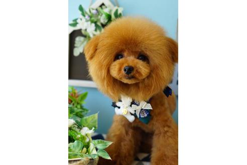 販売中のミックス犬の親犬