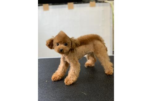 販売中のティーカッププードルの親犬