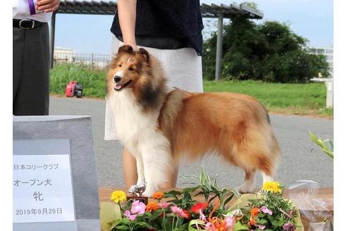販売中のシェットランドシープドッグ(シェルティ)の親犬
