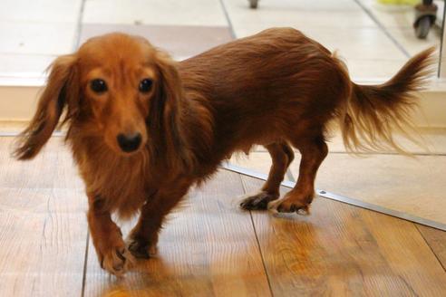 販売中のカニンヘンダックスフンド(ロングヘアード)の親犬