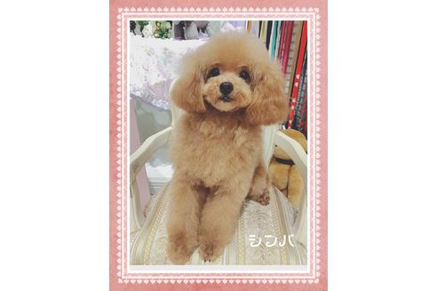 販売中のトイプードルの親犬