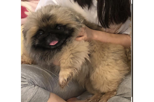 販売中のペキニーズの親犬