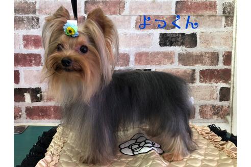 販売中のヨークシャーテリアの親犬