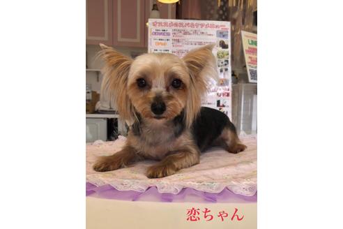 販売中のヨークシャーテリアの親犬