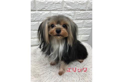 販売中のヨークシャーテリアの親犬